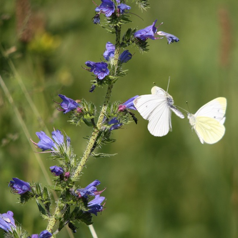 Alter Pfarrhof Elmenhorst - Artenvielfalt der Flora