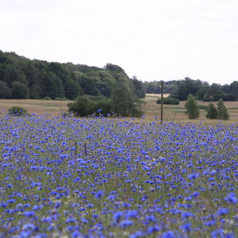 Alter Pfarrhof Elmenhorst - Artenvielfalt der Flora