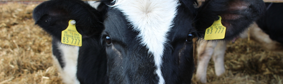 Biologisch dynamische Landwirtschaft