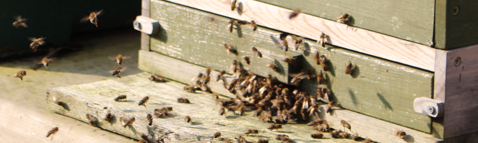 Bio Nahrungsmittel Mecklenburg Vorpommern