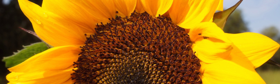 Biologisch-dynamischer Bio-Betrieb Mecklenburg