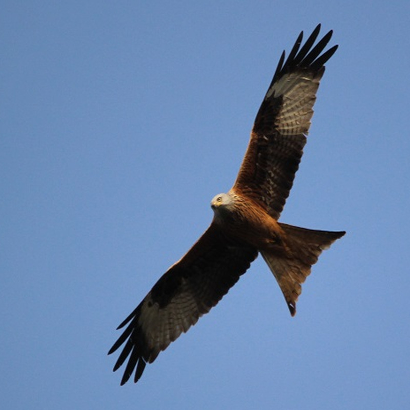 Alter Pfarrhof Elmenhorst - Artenvielfalt der Fauna