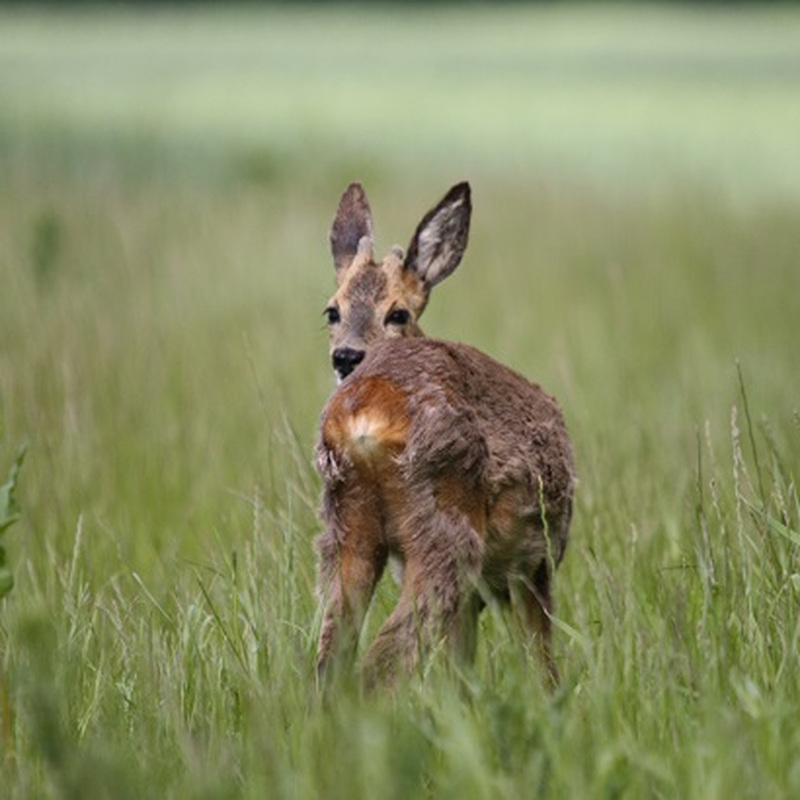 Alter Pfarrhof Elmenhorst - Artenvielfalt der Fauna