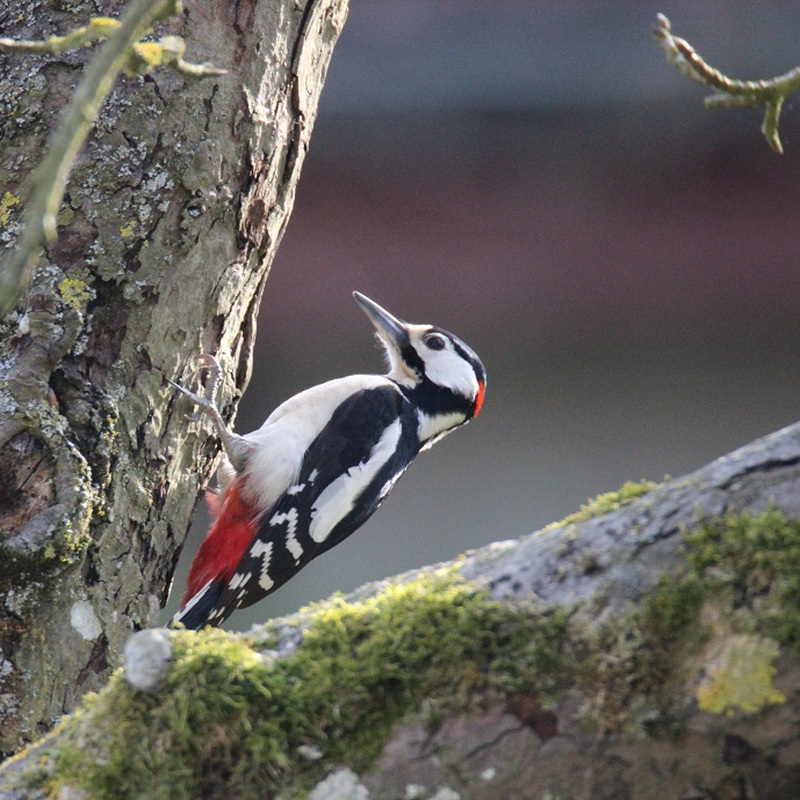 Alter Pfarrhof Elmenhorst - Artenvielfalt der Fauna