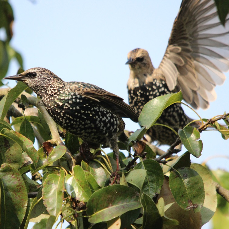 Alter Pfarrhof Elmenhorst - Artenvielfalt der Fauna