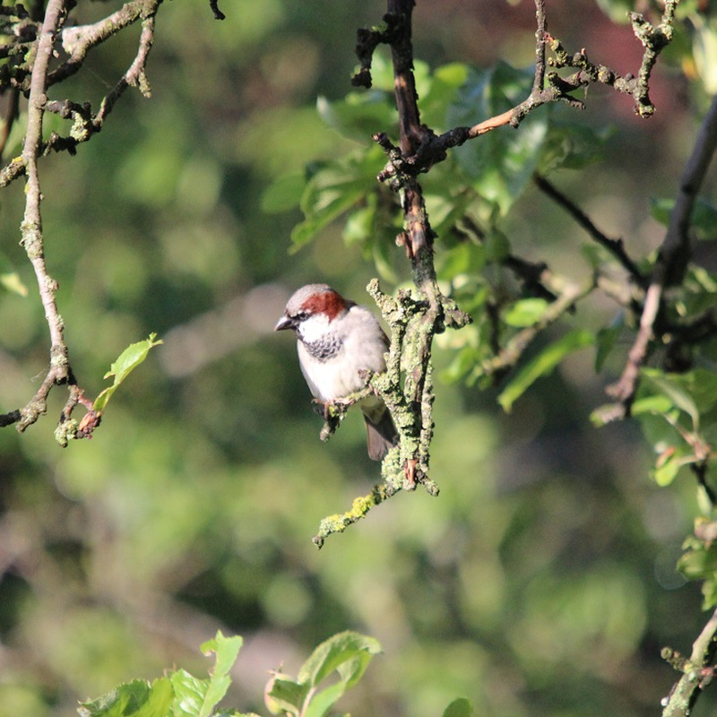 Alter Pfarrhof Elmenhorst - Artenvielfalt der Fauna