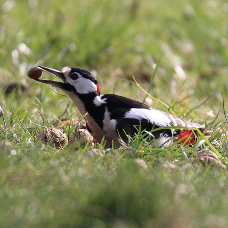 Alter Pfarrhof Elmenhorst - Artenvielfalt der Fauna