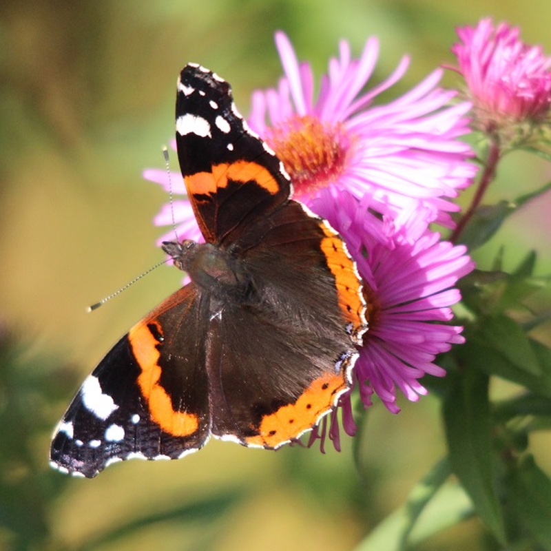 Alter Pfarrhof Elmenhorst - Artenvielfalt der Fauna