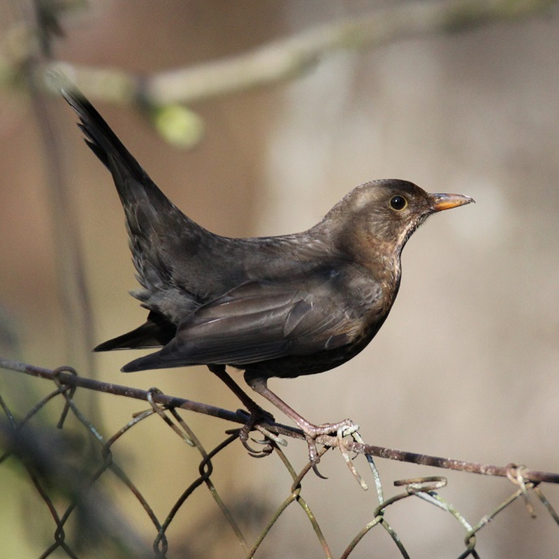 Alter Pfarrhof Elmenhorst - Artenvielfalt der Fauna