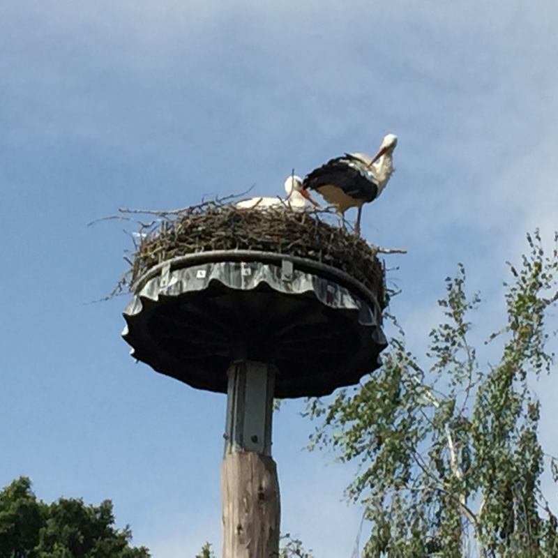 Alter Pfarrhof Elmenhorst - Artenvielfalt der Fauna