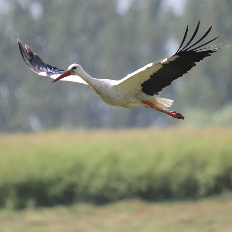 Alter Pfarrhof Elmenhorst - Artenvielfalt der Fauna